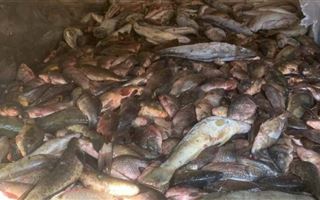 В Алматинской области у водителя "Газели" изъяли почти 3 тонны рыбы