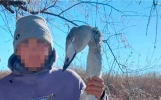 Казахстанцев шокировал мужчина, который поухаживал за девушкой, прислав ей снимок окровавленного лебедя