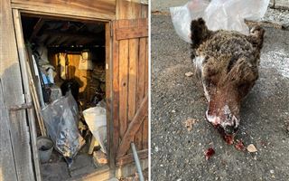 В ВКО задержали застрелившего медведя браконьера