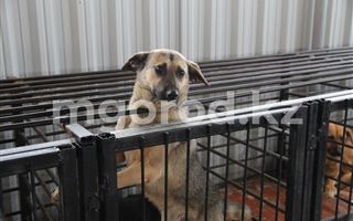 Более тысячи бродячих собак уничтожили в Уральске