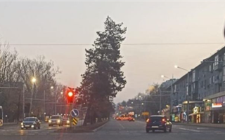 "Не рухнет - не заметят" - алматинцев беспокоит накренившееся дерево посреди проезжей части одной из главных улиц