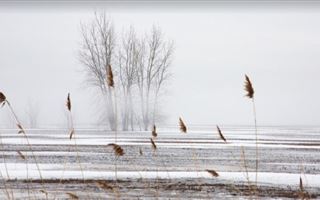 Снег и низовую метель обещают казахстанские синоптики в ближайшие дни