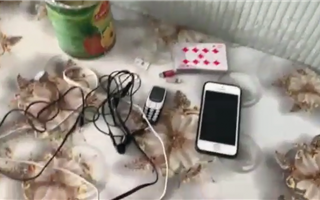 В Павлодаре в колонию пытались пронести телефон в банке с ананасами