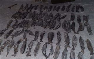 В ВКО у браконьера изъяли почти 130 кг рыбы