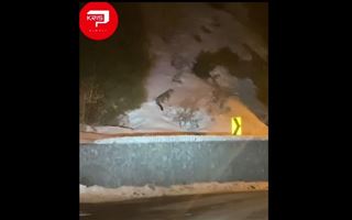 Алматинцы по дороге с Шымбулака сняли на видео снежного барса