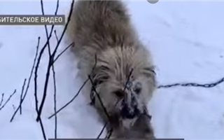 Житель Акмолинской области ворвался к соседям и зарезал собаку
