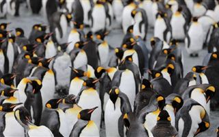 В Чили на пляже нашли более 100 мертвых пингвинов