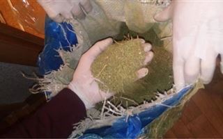 У жителя Акмолинской области изъяли 16 килограммов марихуаны 