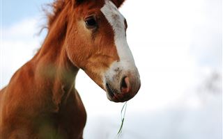Скотокрады украли табун лошадей на 40 миллионов тенге в Алматинской области