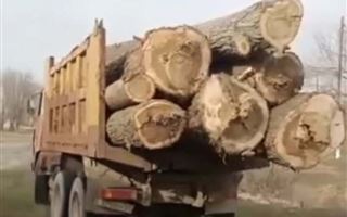 К уголовной ответственности привлекут 60-летнюю жительницу Алматинской области за незаконную вырубку деревьев 
