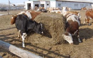 Падеж скота от неизвестной болезни произошел в СКО
