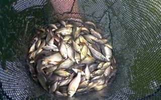 В Шардаринском водохранилище погибла рыба