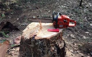 В Костанае подрядчик незаконно вырубил более 14 000 деревьев