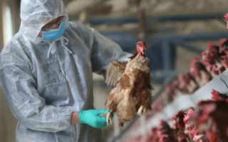 В Китае выявили первый случай заражения человека вирусом птичьего гриппа H3N8