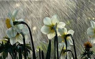 29 апреля в некоторых регионах РК пройдут дожди с грозами