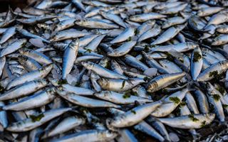 Больше полутонны погибшей рыбы собрали в Атырауской области