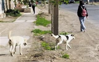 Женщины в Атырау потребовали разрешить отстрел бездомных собак