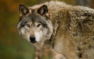 Жители ЗКО бьют тревогу из-за нападений волков
