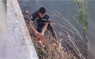 В Усть-Каменогорске полицейские спасли кота, который упал в реку