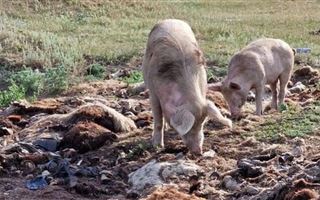 "Фильм ужасов" - в Щучинске обнаружили незаконный скотомогильник, на котором кормятся свиньи