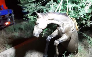 В Шымкенте спасатели вытащили из ямы упавшую лошадь