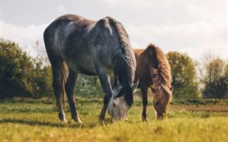 Лошади в Северо-Казахстанской области подхватили неизвестную болезнь