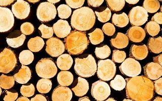В РК ввели запрет на вывоз лесоматериалов