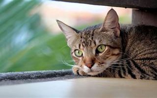 Первый случай заражения человека COVID-19 от кошки зафиксировали ученые - СМИ