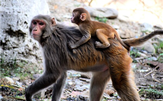 Учёные сообщили, что обезьянья оспа развивается быстрее, чем ожидалось