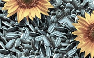 Казахстан ограничил вывоз семян подсолнечника