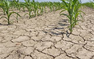 В нескольких областях РК ожидается засуха