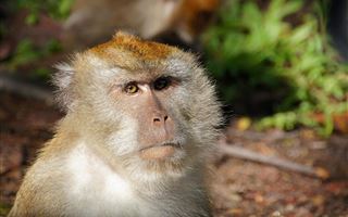 Первый случай оспы обезьян зарегистрировали в России