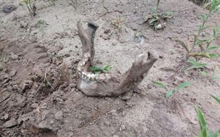 В Костанайской области нашли человеческие останки