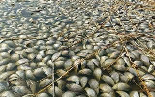 В СКО в озере погибло 400 кг рыбы