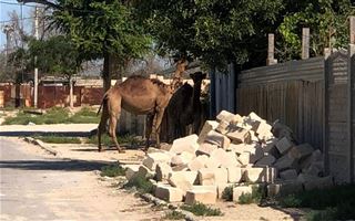 Вонь, мухи и собаки: отгородить от домов загоны для скота попросили жители пригорода Актау