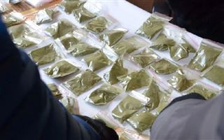 В Кызылординской области полицейские нашли две плантации с марихуаной
