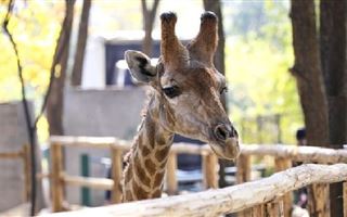 В зоопарке Ташкента погиб привезенный из Алматы жираф