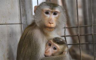 В мире на 21 процент сократилась заболеваемость оспой обезьян