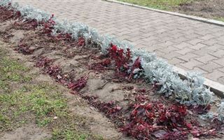 Во время фестиваля Gakku Dauysy в Алматы зрители уничтожили почти 94 тысячи цветов