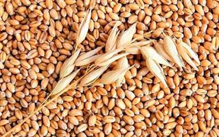 В Пакистан и Иран будут поставлять казахстанское зерно