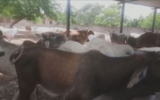 В Индии от нодулярного дерматита погибли 100 тысяч коров