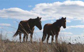 В Туркестанской области на лошадей повязали светоотражающие ленты