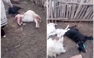 В селе под Атырау бродячие собаки загрызли овец 