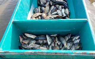В Атырауской области изъяли почти две тонны незаконно добытой рыбы