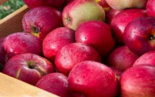 Алматинские яблоки могут стать узнаваемым во всем мире национальным брендом