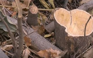 Житель Шымкента должен высадить более шести тысяч деревьев за незаконную порубку