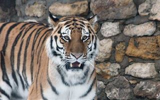 В Казахстан из России привезут трех амурских тигров