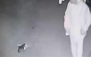 Прыгнул на голову кошке в Актау: суд вернул дело прокурору 
