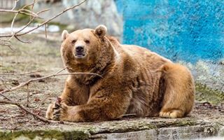 В Японии домашний медведь растерзал хозяина