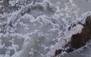 Табун лошадей вмерз в лед в Северо-Казахстанской области